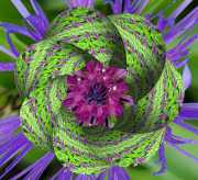 Flockenblume-2-1
