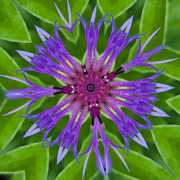 Flockenblume-2-10