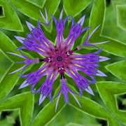 Flockenblume-2-11