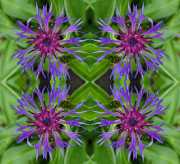 Flockenblume-2-12