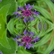 Flockenblume-2-13