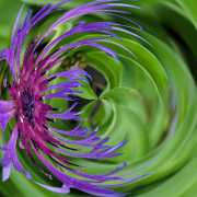 Flockenblume-2-14