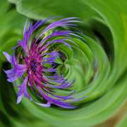 Flockenblume-2-15