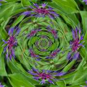 Flockenblume-2-16
