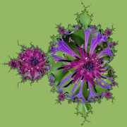 Flockenblume-2-17