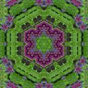 Flockenblume-2-18