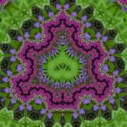 Flockenblume-2-19