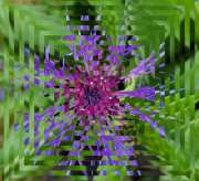 Flockenblume-2-20