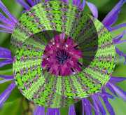 Flockenblume-2-21