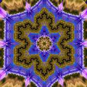 Flockenblume-2-3