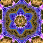 Flockenblume-2-4