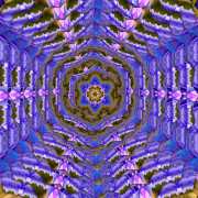 Flockenblume-2-6
