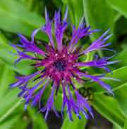 Flockenblume_2