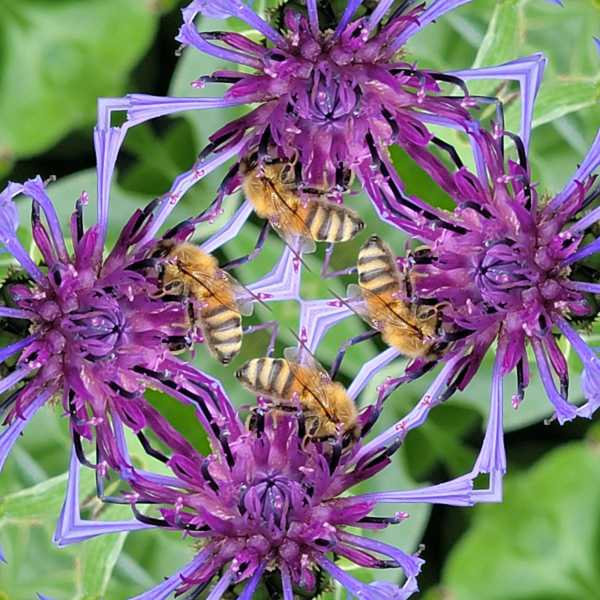 Flockenblume-_MLab-1-Copy