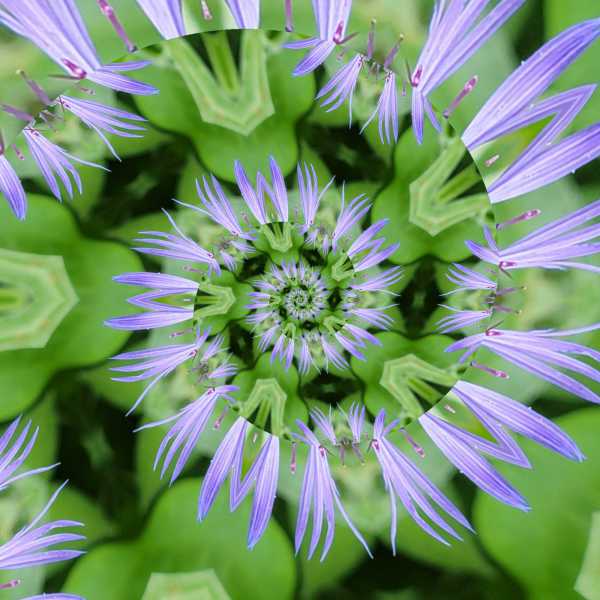 Flockenblume-_MLab-13-Copy
