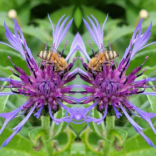Flockenblume-_MLab-2-Copy