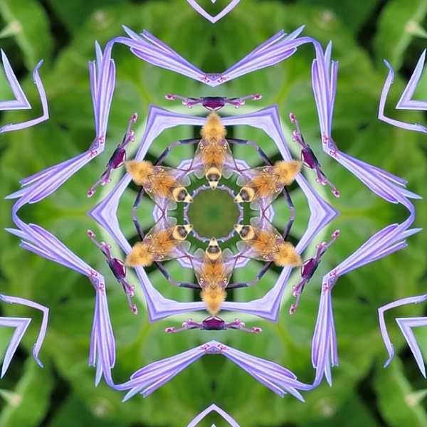 Flockenblume-_MLab-3-Copy