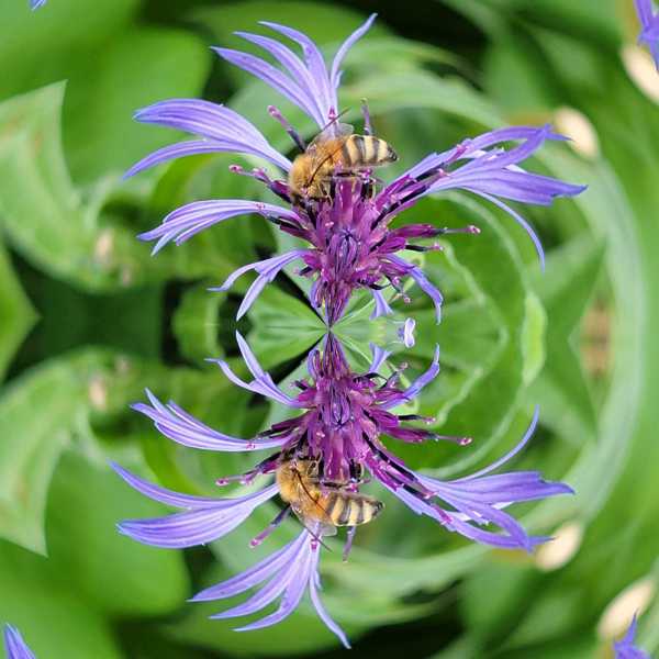 Flockenblume-_MLab-4-Copy