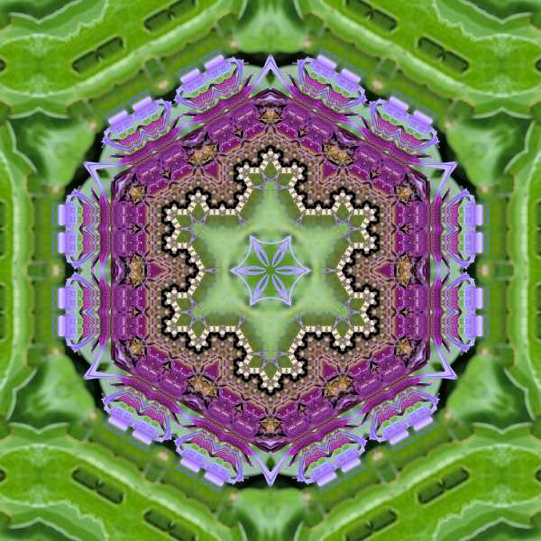 Flockenblume-_MLab-6-Copy