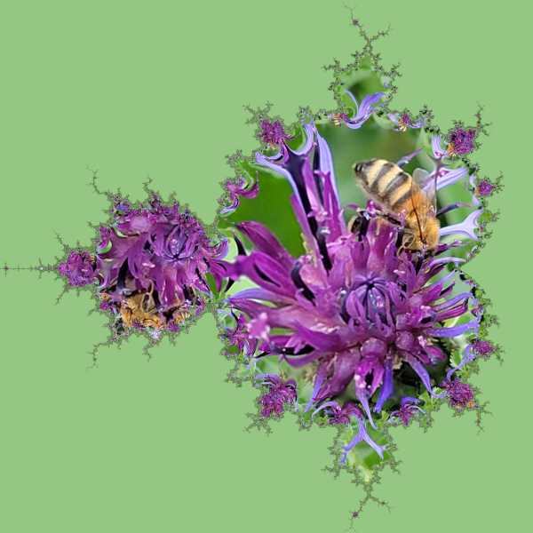 Flockenblume-_MLab-7-Copy