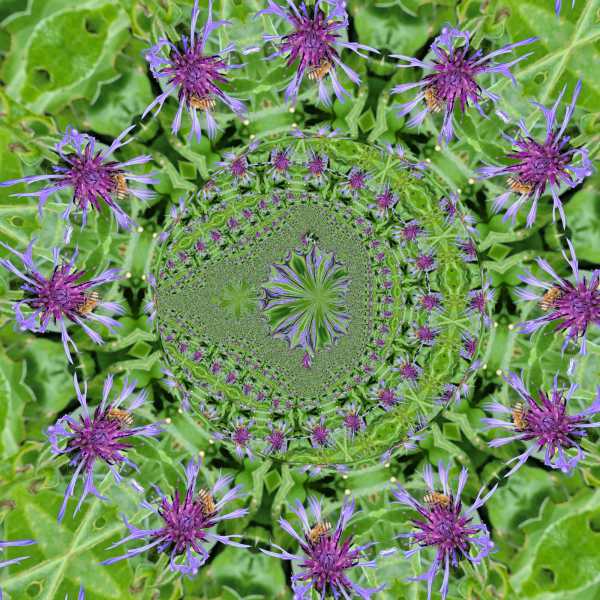 Flockenblume-_MLab-8-Copy