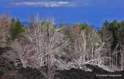 IMG_0298-Copy