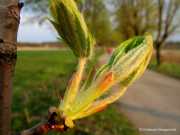 IMG_1576-Copy
