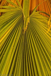 Palmenblatt