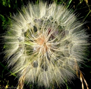 Pusteblume Löwenzahn