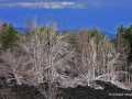 IMG_0298-Copy