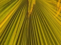Palmenblatt