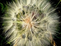 Pusteblume Löwenzahn