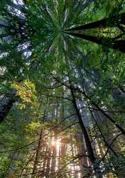 Wald-5